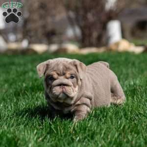 Indigo Pearl, English Bulldog Puppy